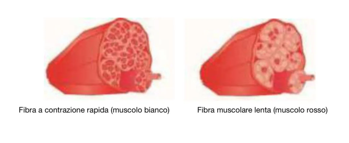 riabilitazione pavimento pelvico post parto e dell'Incontinenza